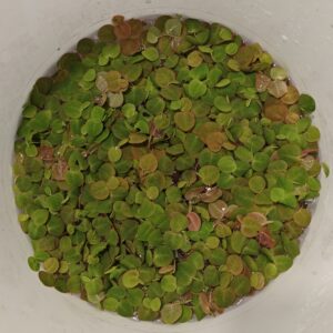 Red Root Floater (Phyllanthus fluitans)
